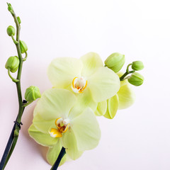 Beautiful yellow blossom orchid flowers on light background, close-up