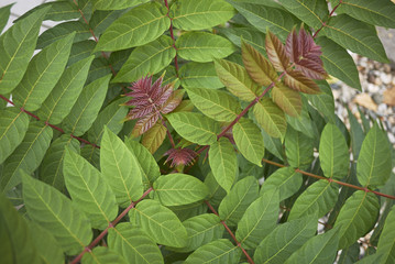 Ailanthus altissima