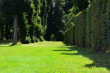Nice green alley in Potsdam park, Germany