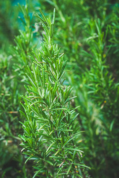 rosemary biological agriculture - vintage style photo