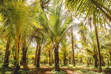 Obraz na płótnie Canvas Coconut palms in tropical island. Forest of palms
