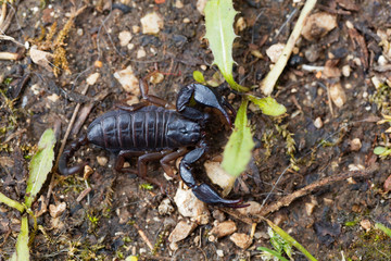 Scorpion of the species Euscorpius italicus