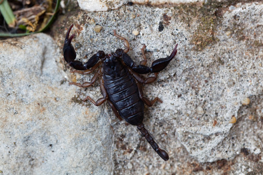 Scorpion of the species Euscorpius italicus