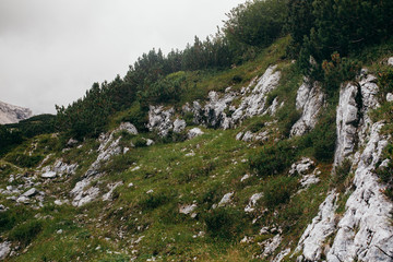Nature in the summer Alps