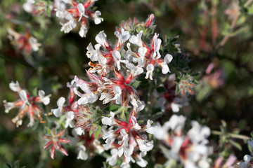 Canary clover (Dorycnium hirsutum)