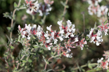 Canary clover (Dorycnium hirsutum)
