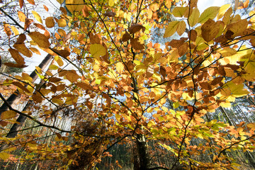 Invitation to dream, silence, relaxation, timeout, happiness: wonderful day in autumn forest :) 