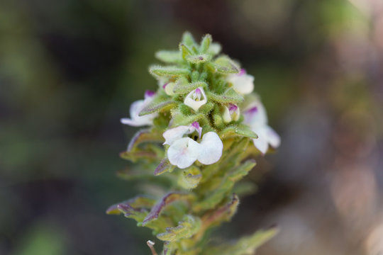 Belardia flower (Bartsia trixago)