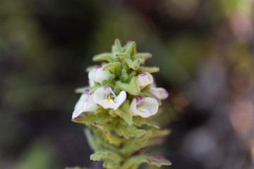 Belardia flower (Bartsia trixago)