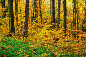 Laubwald im Herbst