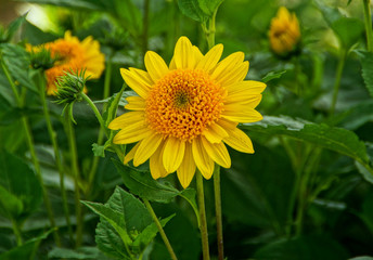 Obraz premium hermosa flor amarilla