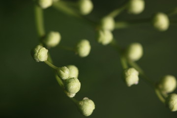 Knospen am Schwarzen Holunder (Sambucus nigra)