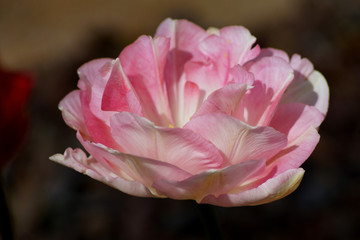 palida flor carnoso de suave color