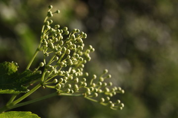 Knospen am Schwarzen Holunder (Sambucus nigra)