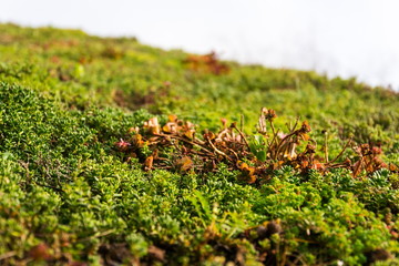 Detail of extensive green living roof covered with vegetation