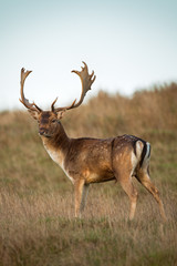 Naklejka na ściany i meble Buck Fallow deer with antlers on a grassy hillside.