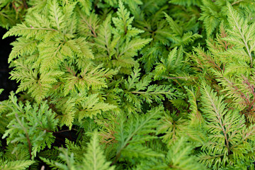 fern for decoration garden