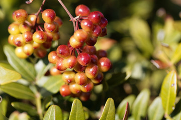 Berries of the Common smilax