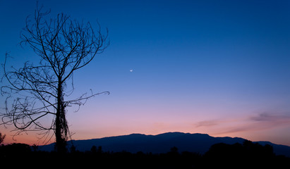 Obraz na płótnie Canvas Silhouette tree at twilight time