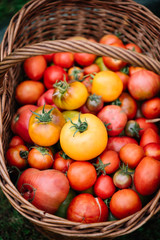 Fototapeta na wymiar Fresh fall harvest in a basket: delicious ripe yellow and red tomatoes.