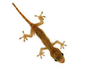 Baby lizard or gecko