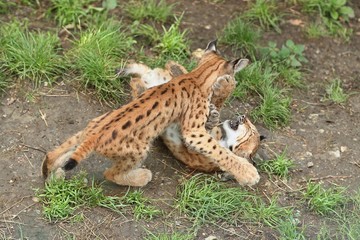 Euroasian lynx cubs in the bavarian national park in eastern germany, european wild cats, animals in european forests, lynx lynx 