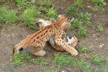 Euroasian lynx cubs in the bavarian national park in eastern germany, european wild cats, animals in european forests, lynx lynx 