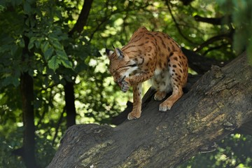 Euroasian lynx in the bavarian national park in eastern germany, european wild cats, animals in european forests, lynx lynx 