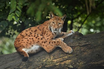 Naklejka na ściany i meble Euroasian lynx in the bavarian national park in eastern germany, european wild cats, animals in european forests, lynx lynx 