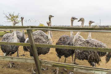 Very interesting and interested ostriches.