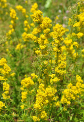Echtes Labkraut (Galium verum)