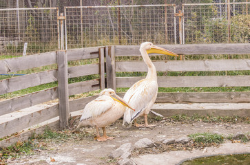 The White Pelican sits and rests. Pelican stands and looks.