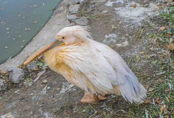 An oriental white pelican is sitting.