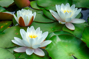 beautiful water lilies bloom in the lake