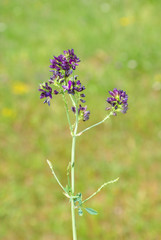 Luzerne (Medicago sativa)