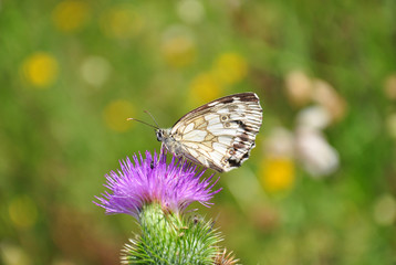 Schachbrett (Melanargia galathea)