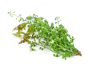 Obraz premium Siamese neem tree, Nim, Margosa, Quinine (Azadirachta indica A. Juss. Var. Siamensis Valeton)