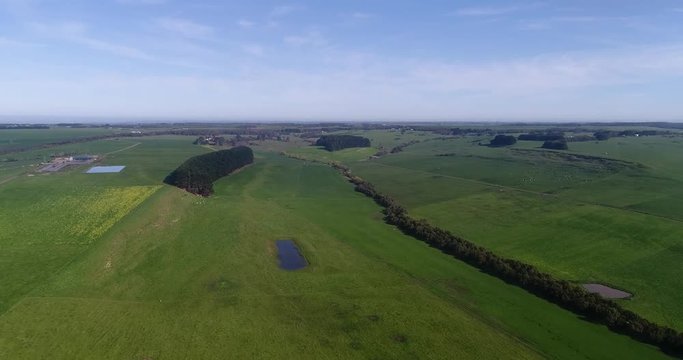 Green grazing pasture with cattle near Port Campbell in rural agricultural Australia on a farm.
