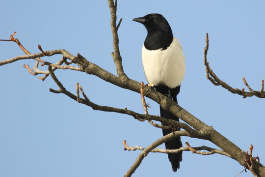 Magpie (Pica pica) perched on a tree on the blue background, looking up. Ukraine. 2017.   