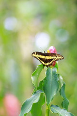 Papilio thoas, the king or Thoas swallowtail butterfly resting
