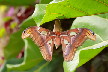 Fototapeta premium Large Atlas moth tropical butterfly (Attacus atlas) resting