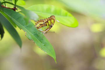 Tropical Malachite butterfly (Siproeta stelenes)