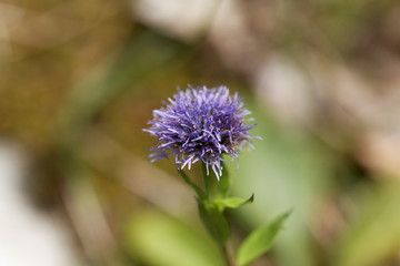 Macro photo of a Jasione heldreichii flower