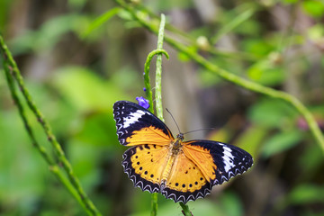 Red Lacewing (Cethosia bilbis) tropical butterfly resting in feeding nectar