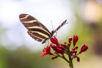Zebra longwing (Heliconius charitonius) tropical butterfly feeding and resting on flowers and rainforest vegetation
