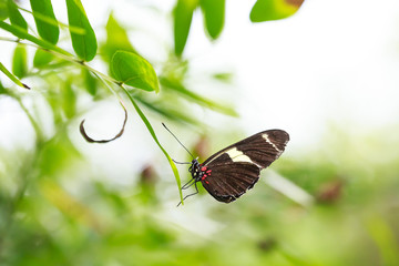 Tropical Postman butterfly (Heliconius erato) feeding and resting on flowers and rainforest vegetation