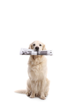 Labrador retriever dog holding a newspaper in his mouth
