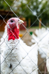 Turkeys from behind a metal fence on the farm