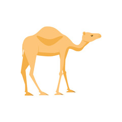 camel vector icon