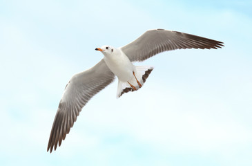 seagull flying in the sky